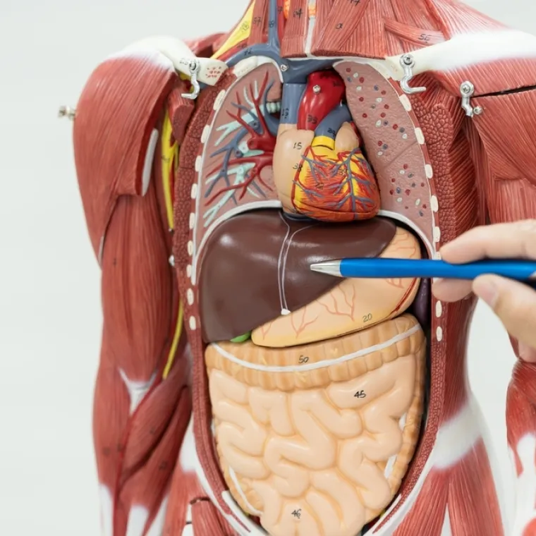 Jesi li stručnjak koji zna sve o ljudskom tijelu? Provjeri na ovim zahtjevnim pitanjima