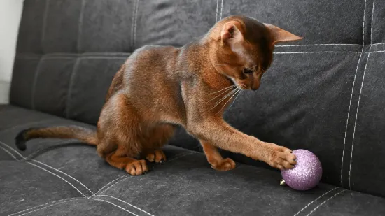 Ovo je najljep&scaron;i mačak na svijetu. Vlasnica: 'S izložbama smo počeli kad je imao tri mjeseca'