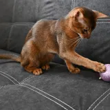 Ovo je najljep&scaron;i mačak na svijetu. Vlasnica: 'S izložbama smo počeli kad je imao tri mjeseca'