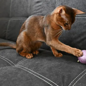 Ovo je najljep&scaron;i mačak na svijetu. Vlasnica: 'S izložbama smo počeli kad je imao tri mjeseca'