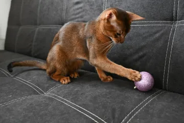 Ovo je najljep&scaron;i mačak na svijetu. Vlasnica: 'S izložbama smo počeli kad je imao tri mjeseca'