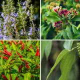 Kako rastu ovi začini? Rijetki ih mogu prepoznati samo po fotografiji biljke