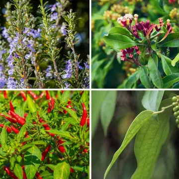 Kako rastu ovi začini? Rijetki ih mogu prepoznati samo po fotografiji biljke