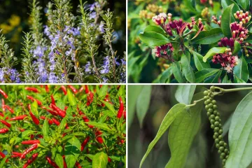 Kako rastu ovi začini? Rijetki ih mogu prepoznati samo po fotografiji biljke