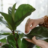 Progla&scaron;ena je biljkom godine, jednostavna je za održavanje, ali ide uz upozorenje za pse i mačke