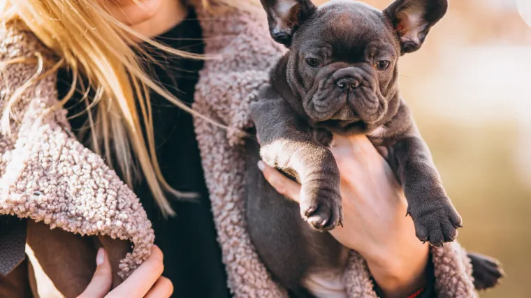 Neodoljivog karaktera i osjetljivog zdravlja: Sve &scaron;to trebate znati o najpopularnijem psu dana&scaron;njice