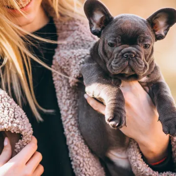 Neodoljivog karaktera i osjetljivog zdravlja: Sve &scaron;to trebate znati o najpopularnijem psu dana&scaron;njice