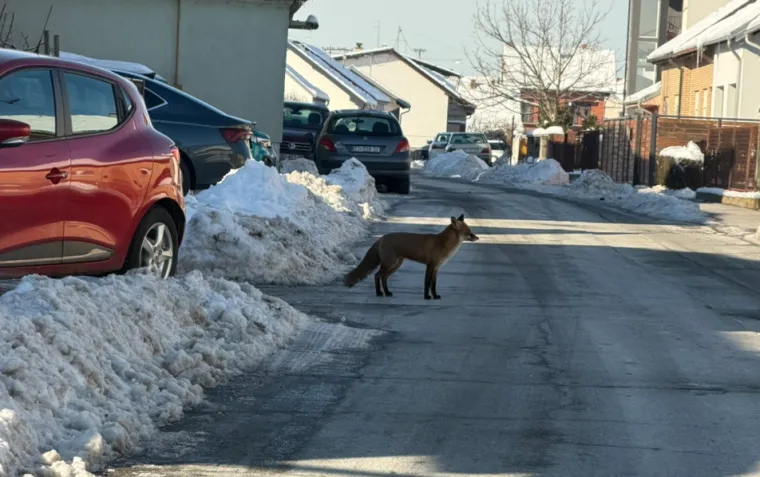 Osječanka otvorila vrata i skamenila se! Stručnjak poslao upozorenje: 'Ne približavajte se!'