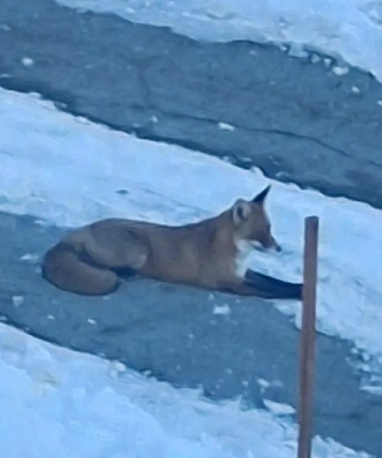 Osječanka otvorila vrata i skamenila se! Stručnjak poslao upozorenje: 'Ne približavajte se!'