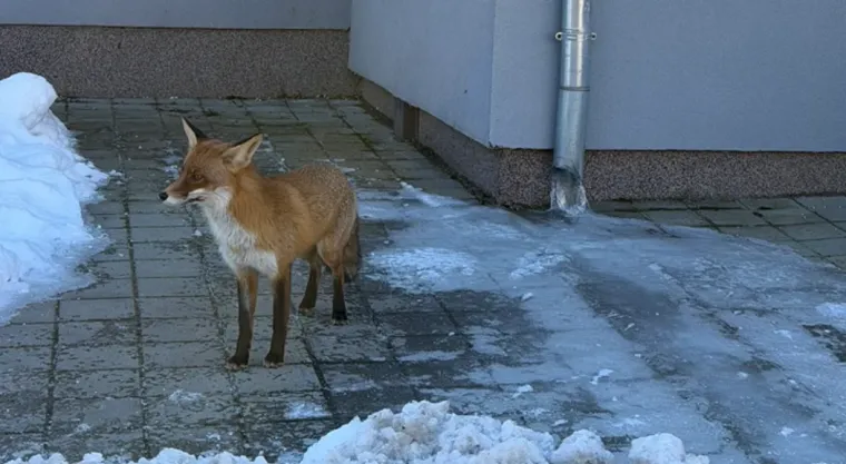 Osječanka otvorila vrata i skamenila se! Stručnjak poslao upozorenje: 'Ne približavajte se!'