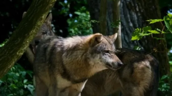 Neki ih se boje, drugi im se dive, nitko ne zna koliko ih ima, a uskoro ćemo ih pratiti preko njihovog izmeta