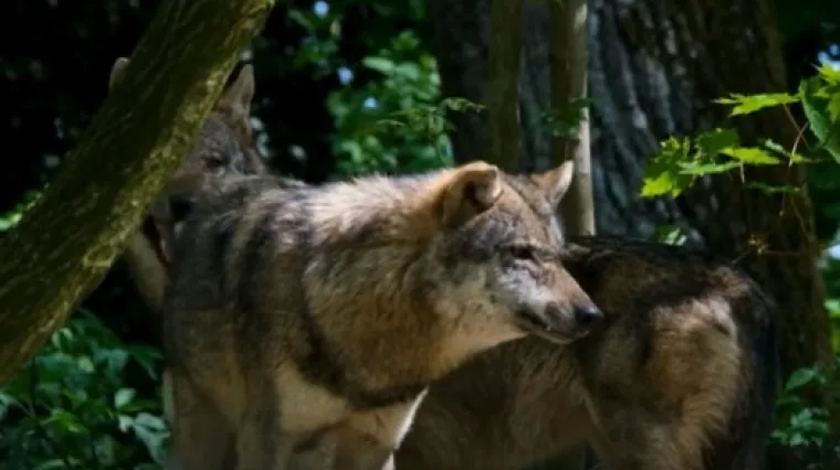 Neki ih se boje, drugi im se dive, nitko ne zna koliko ih ima, a uskoro ćemo ih pratiti preko njihovog izmeta
