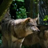 Neki ih se boje, drugi im se dive, nitko ne zna koliko ih ima, a uskoro ćemo ih pratiti preko njihovog izmeta