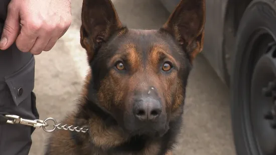 Treniraju se novi hrvatski policajci: Uvijek će im se dati ići na posao, a mogu se potkupiti kolačićem