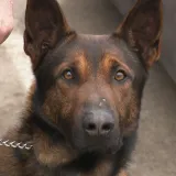 Treniraju se novi hrvatski policajci: Uvijek će im se dati ići na posao, a mogu se potkupiti kolačićem