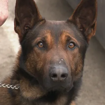 Treniraju se novi hrvatski policajci: Uvijek će im se dati ići na posao, a mogu se potkupiti kolačićem