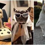 Oprez: Ove preslatke nju&scaron;ke mogle bi vam uljep&scaron;ati dan! Pogledajte koga ste nam sve poslali