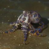 Nesretnika napalo jedno od najsmrtonosnijih stvorenja u morima, stravično je &scaron;to je uslijedilo