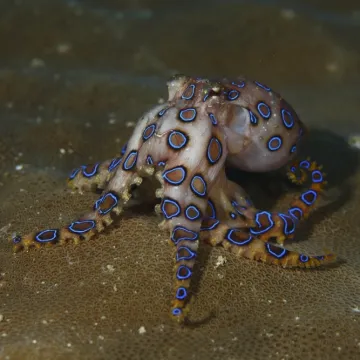 Nesretnika napalo jedno od najsmrtonosnijih stvorenja u morima, stravično je &scaron;to je uslijedilo
