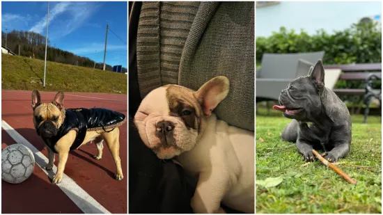 Neodoljiva pasmina osvaja srca: Ta&scaron;ko je odoljeti va&scaron;im preslatkim francuskim buldozima