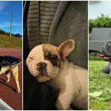 Neodoljiva pasmina osvaja srca: Te&scaron;ko je odoljeti va&scaron;im preslatkim francuskim buldozima