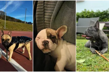 Neodoljiva pasmina osvaja srca: Ta&scaron;ko je odoljeti va&scaron;im preslatkim francuskim buldozima