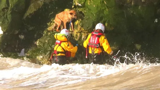 Herojska akcija spasilačkih službi: Spasili su psa zarobljenog na stijenama tik prije plime