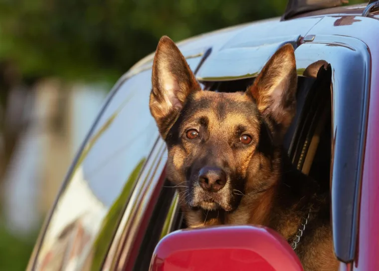 Veterinar o pet pasmina pasa koje osobno nikada ne bi imao: 'Drski su i agresivni'