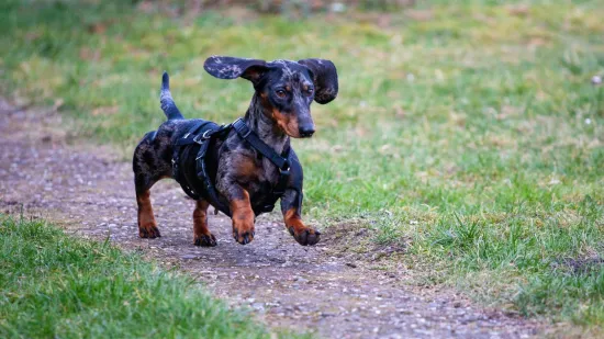 Veterinar o pet pasmina pasa koje osobno nikada ne bi imao: 'Drski su i agresivni'