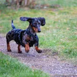 Veterinar o pet pasmina pasa koje osobno nikada ne bi imao: 'Drski su i agresivni'