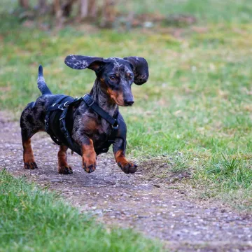 Veterinar o pet pasmina pasa koje osobno nikada ne bi imao: 'Drski su i agresivni'