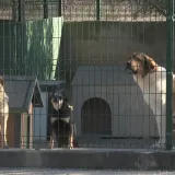 Doznajemo &scaron;to je sve inspekcija zatekla u &scaron;ibenskom azilu! Slijede paprene kazne