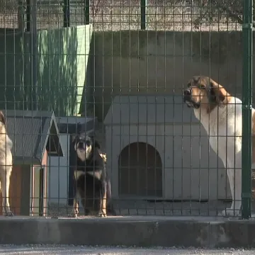 Doznajemo &scaron;to je sve inspekcija zatekla u &scaron;ibenskom azilu! Slijede paprene kazne