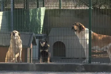 Doznajemo &scaron;to je sve inspekcija zatekla u &scaron;ibenskom azilu! Slijede paprene kazne