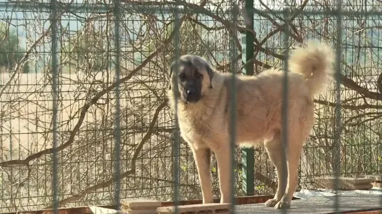 Sjećate se izgladnjelih pasa iz &scaron;ibenskog azila? Evo &scaron;to je sve inspekcija otkrila