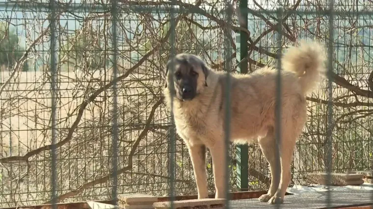 Sjećate se izgladnjelih pasa iz &scaron;ibenskog azila? Evo &scaron;to je sve inspekcija otkrila