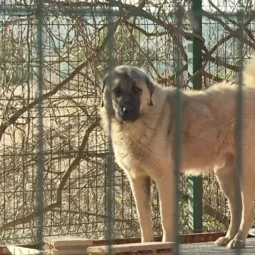 Sjećate se izgladnjelih pasa iz &scaron;ibenskog azila? Evo &scaron;to je sve inspekcija otkrila
