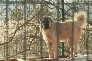 Sjećate se izgladnjelih pasa iz &scaron;ibenskog azila? Evo &scaron;to je sve inspekcija otkrila