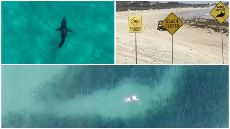 Ki&scaron;e dovele morske pse na plaže: 'Problem je u tome &scaron;to oni ne znaju &scaron;to grizu dok ne ugrizu'