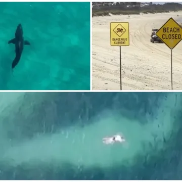 Ki&scaron;e dovele morske pse na plaže: 'Problem je u tome &scaron;to oni ne znaju &scaron;to grizu dok ne ugrizu'