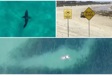 Ki&scaron;e dovele morske pse na plaže: 'Problem je u tome &scaron;to oni ne znaju &scaron;to grizu dok ne ugrizu'