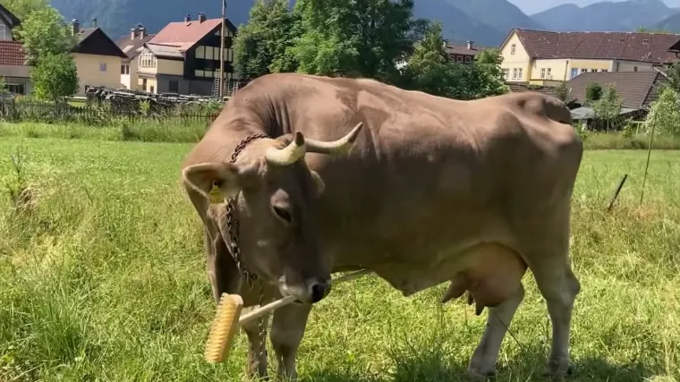 Ovo je Veronika. Pametna krava koja je potpuno zbunila znanstvenike