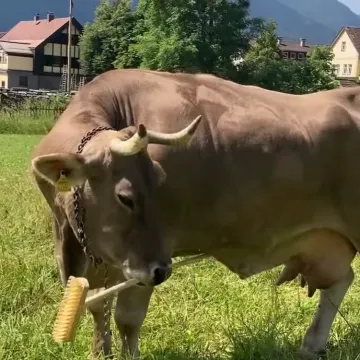 Ovo je Veronika. Pametna krava koja je potpuno zbunila znanstvenike