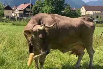 Ovo je Veronika. Pametna krava koja je potpuno zbunila znanstvenike