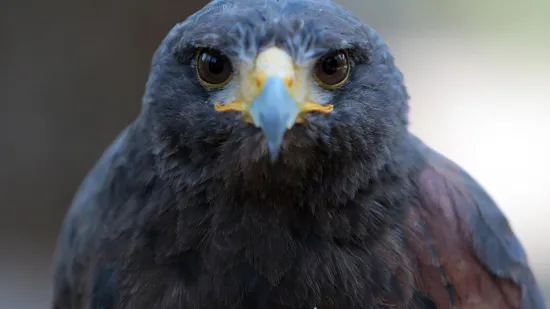 [KVIZ] Koliko dobro poznajete ptice Hrvatske?