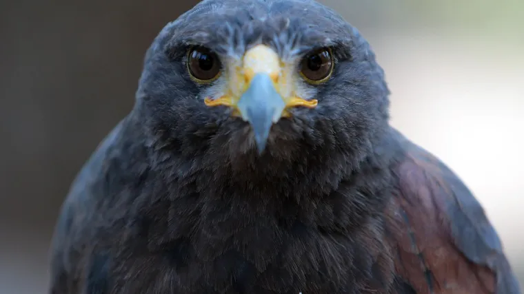 [KVIZ] Koliko dobro poznajete ptice Hrvatske?