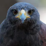 [KVIZ] Koliko dobro poznajete ptice Hrvatske?