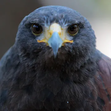 [KVIZ] Koliko dobro poznajete ptice Hrvatske?