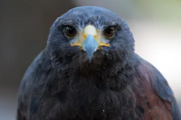 [KVIZ] Koliko dobro poznajete ptice Hrvatske?