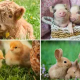 Svi moraju imati barem osam točnih na pitanjima o nazivima mladunaca domaćih životinja